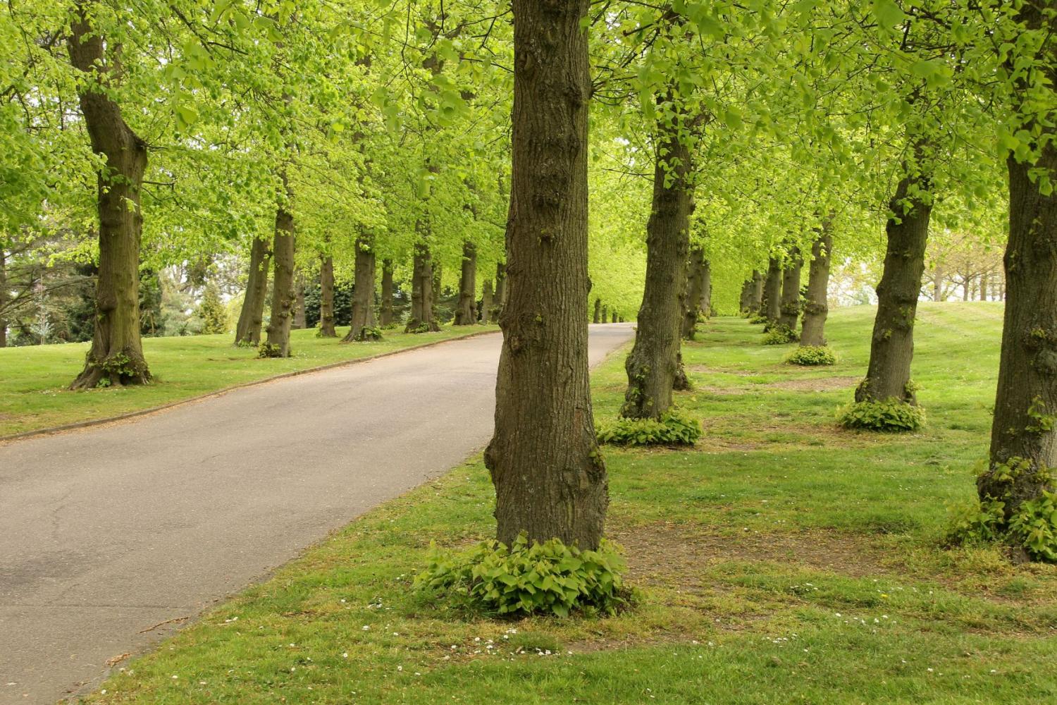 Stunning lime (tilia) avenue with epicormic growth at the base