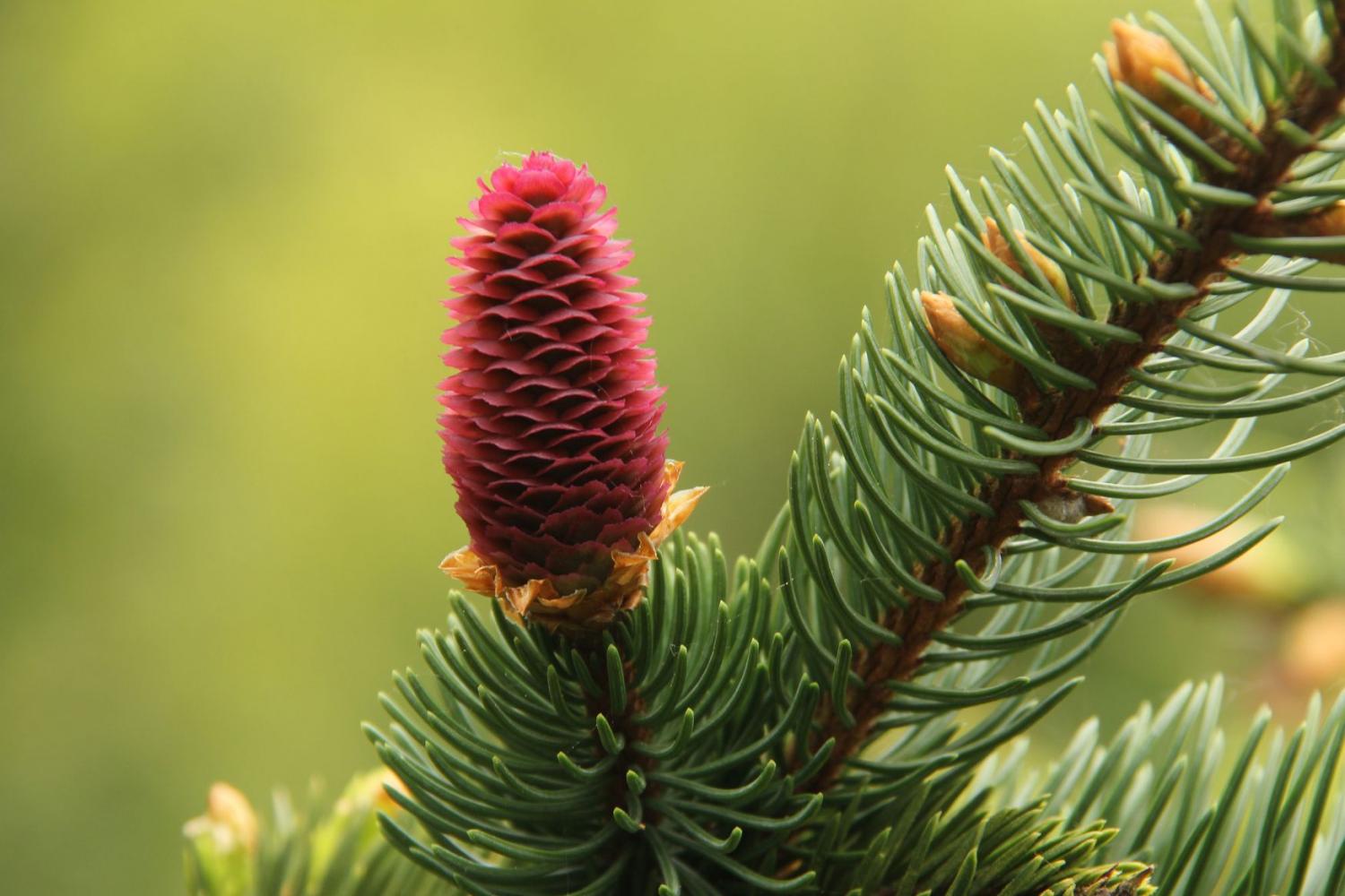 Picea abies ‘Acrocona’ has a profusion of pink cones in April and early May