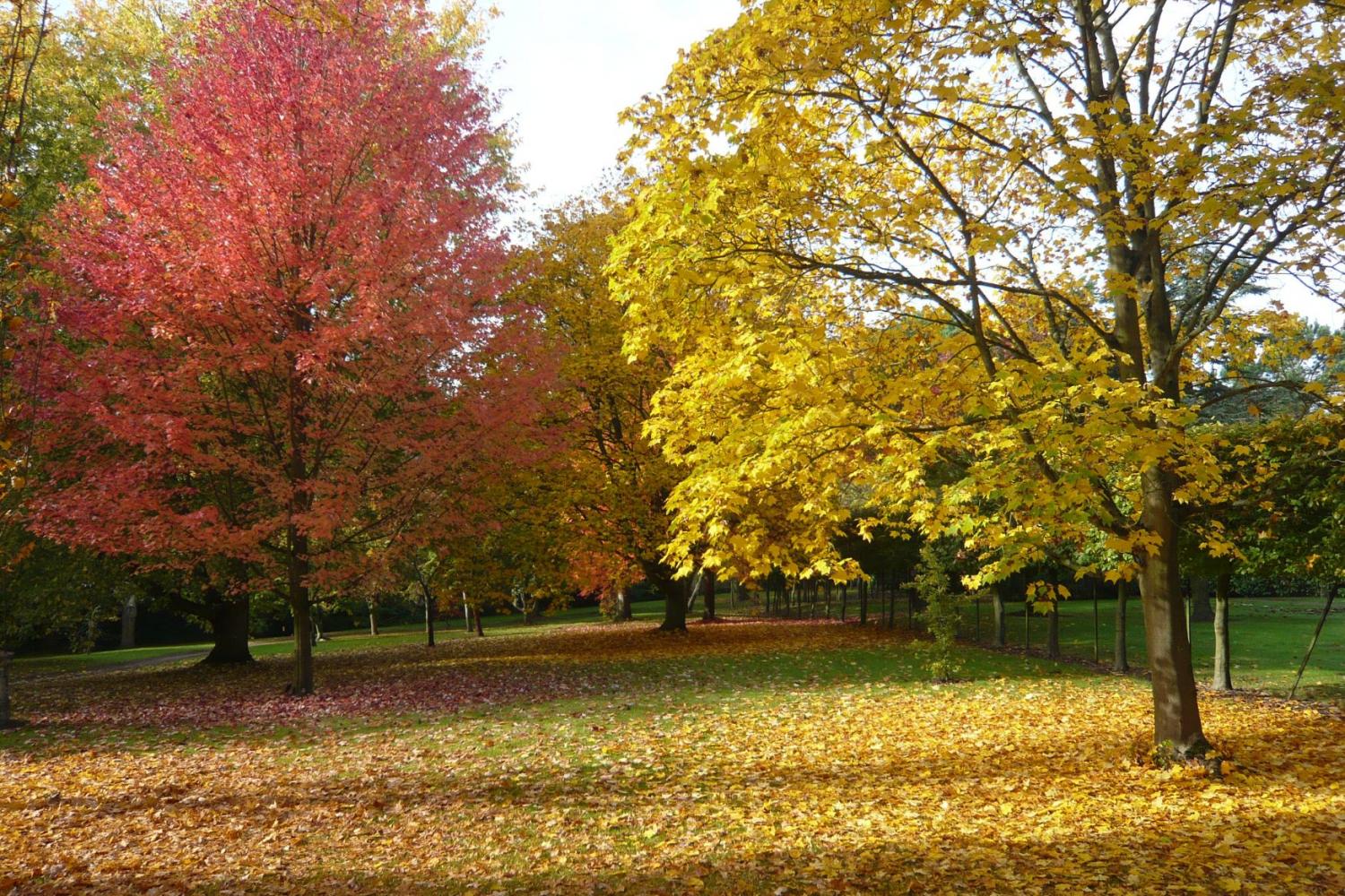 Acer rubrum ‘Autumn Blaze’ and Acer circinatum have contrasting autumn colours