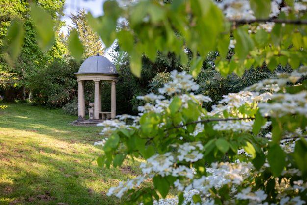 Viburnum plicartum f. tomentosum ‘Lanarth’ in front of the Edward Beale monument