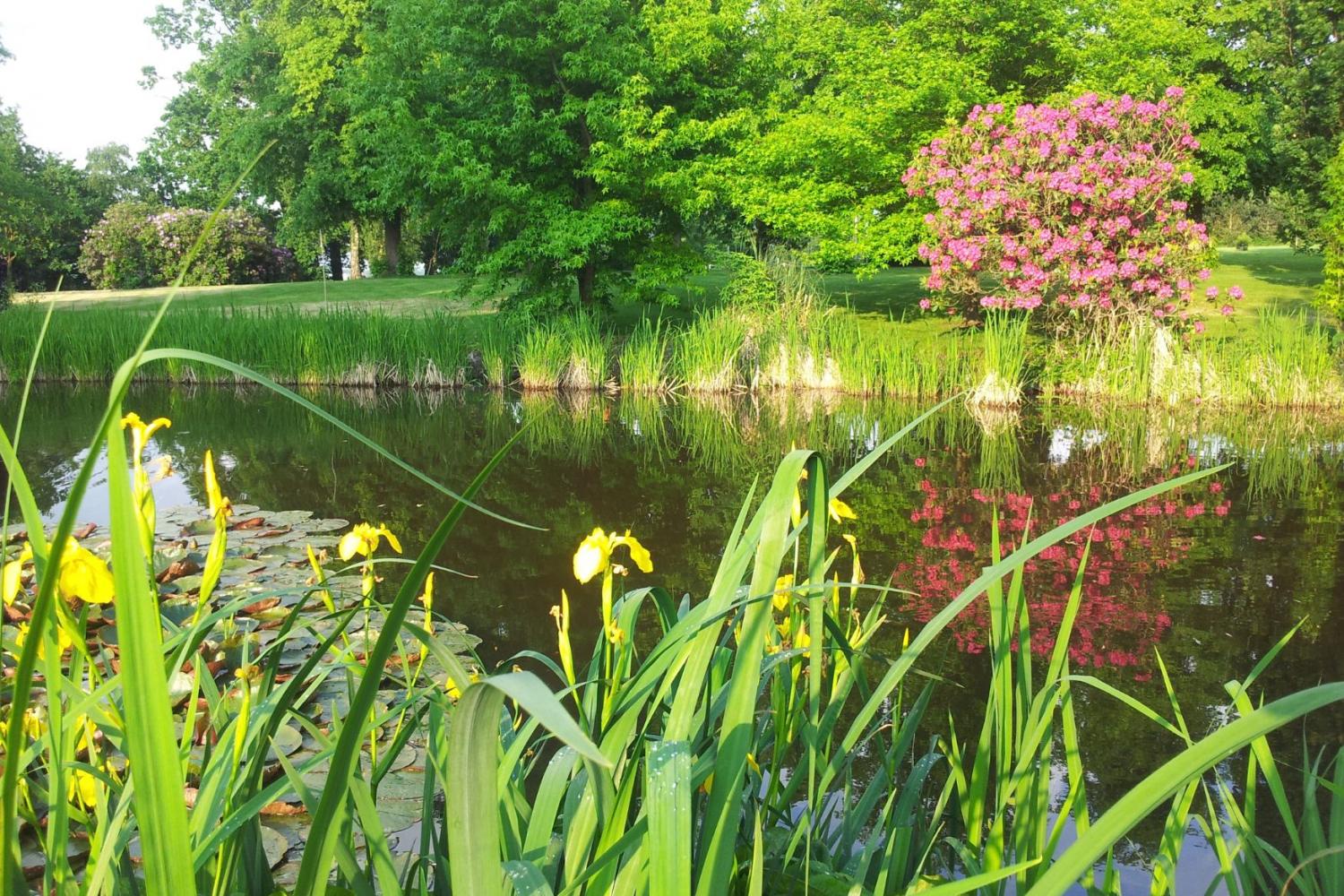 Lakeside rhododendron and yellow irises with Liquidambar styraciflua in summer green