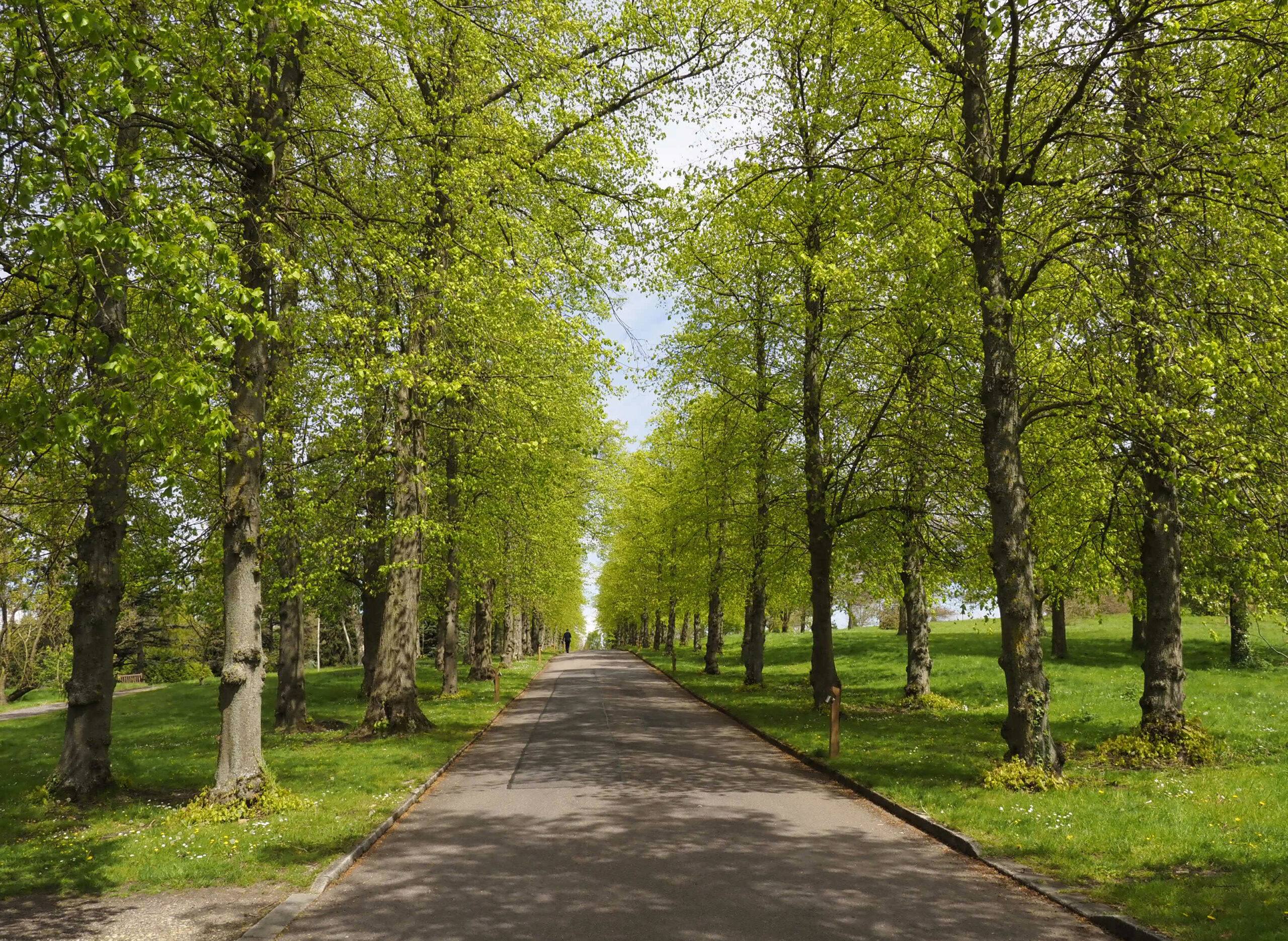 Tilia (lime) avenue at West Lodge Park