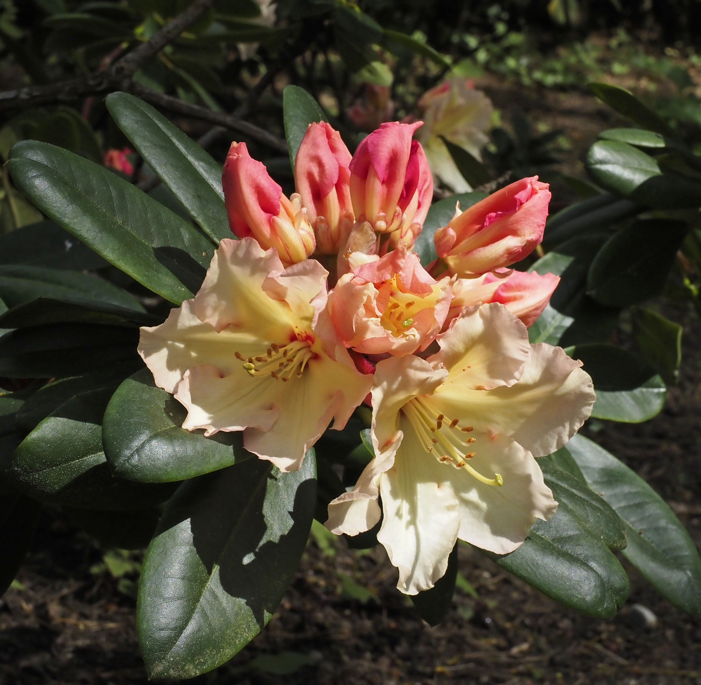 Rhododendron from Sandringham Estate