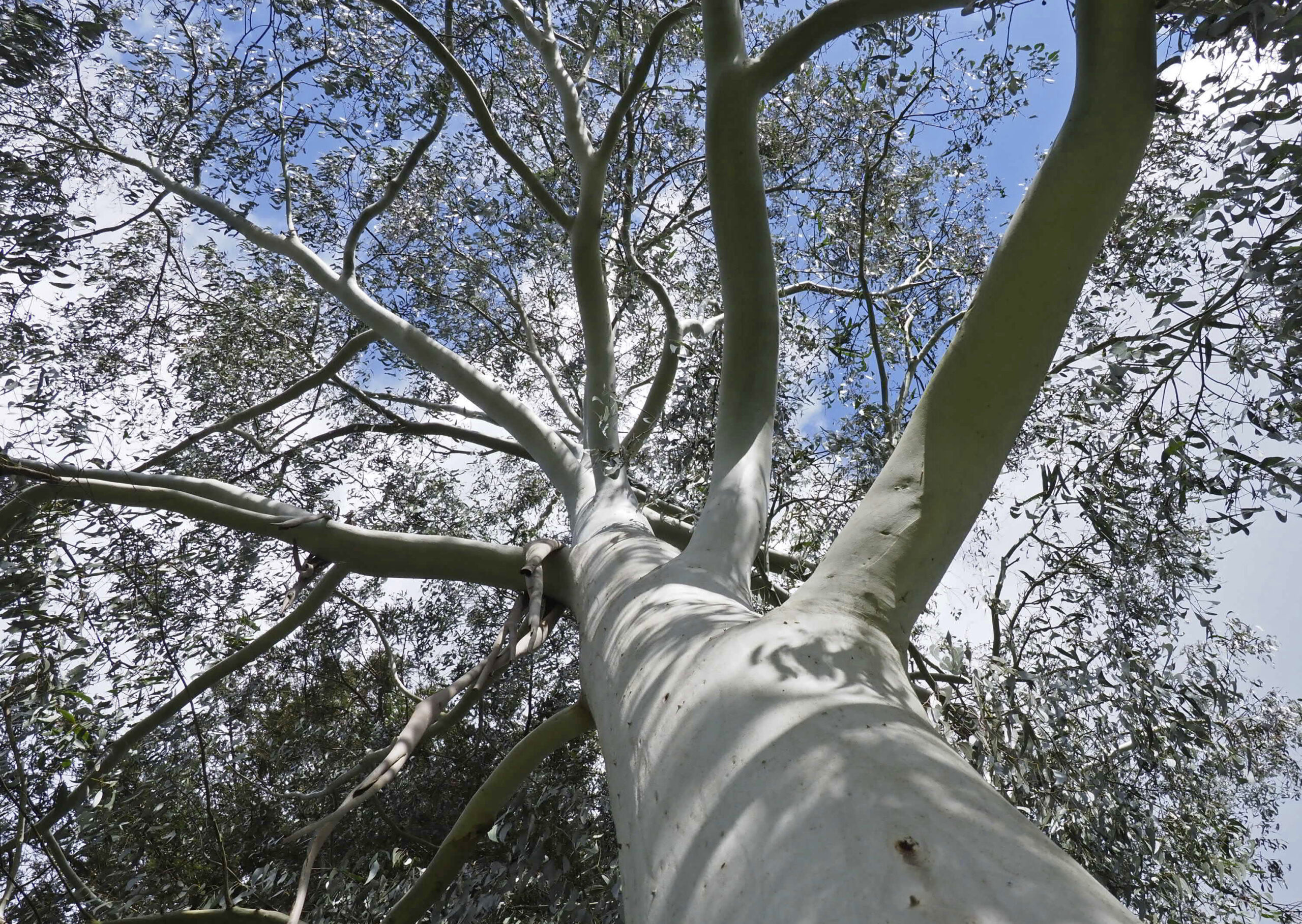 Champion tree – Eucalyptus viminalis or White gum