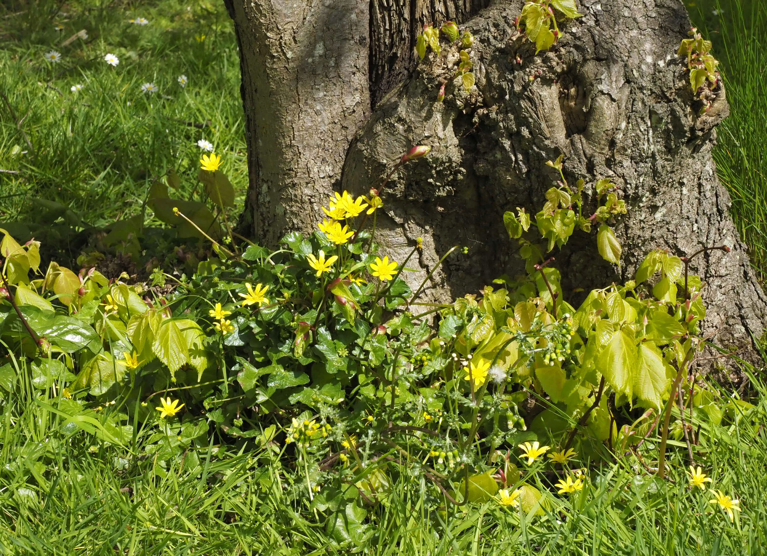 Basal growth