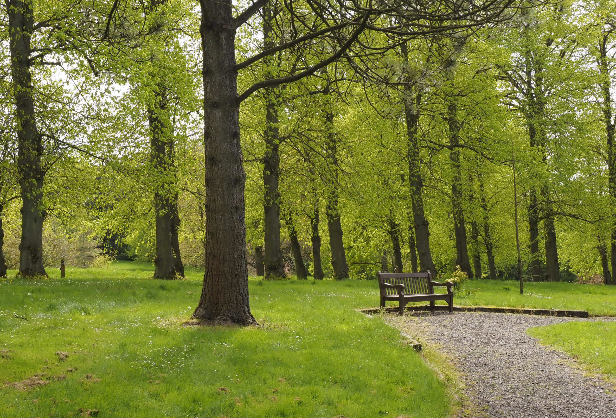 A quiet corner of the Beale Arboretum, lime avenue behind