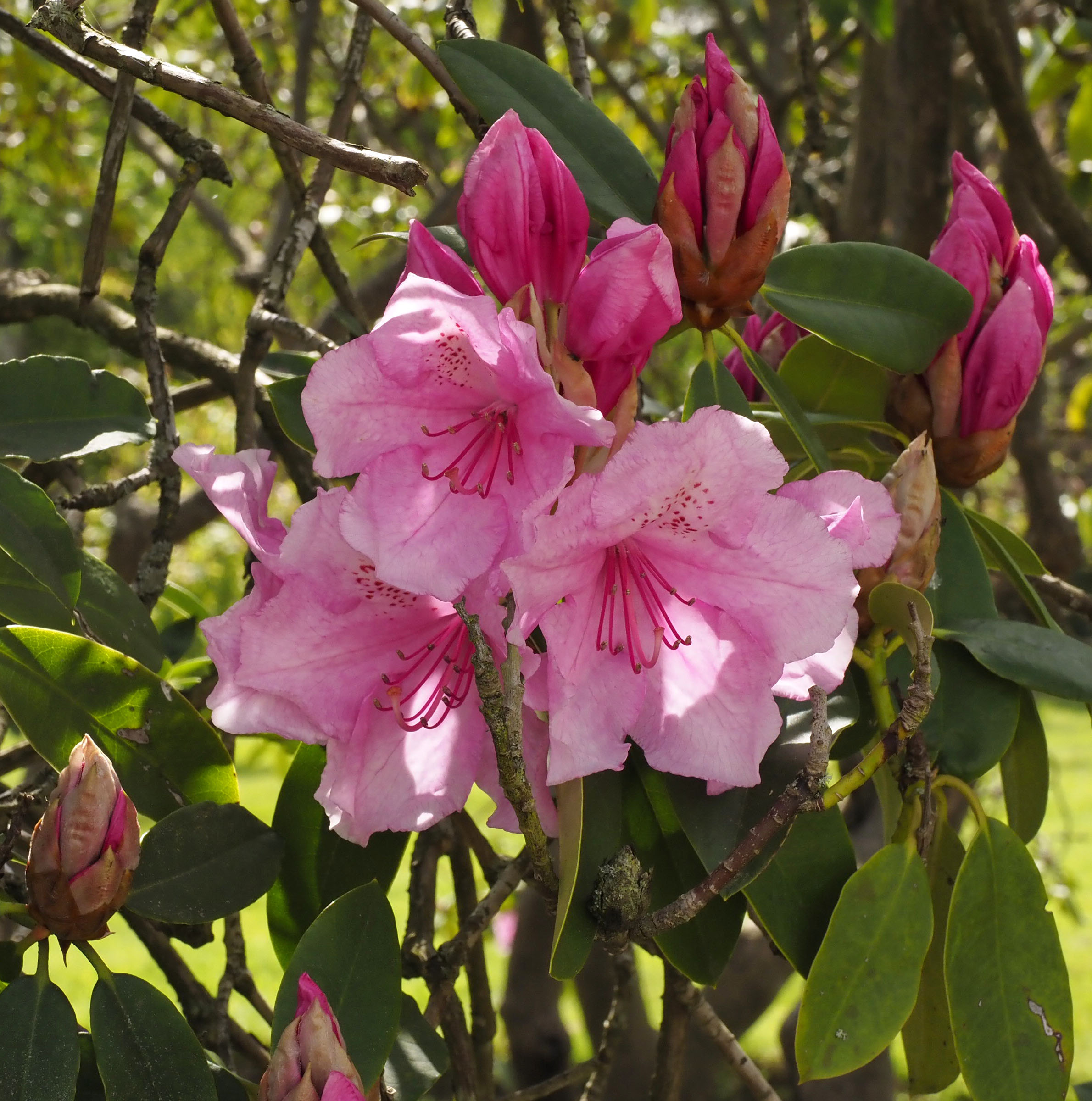 Rhododendron from Sandringham Estate