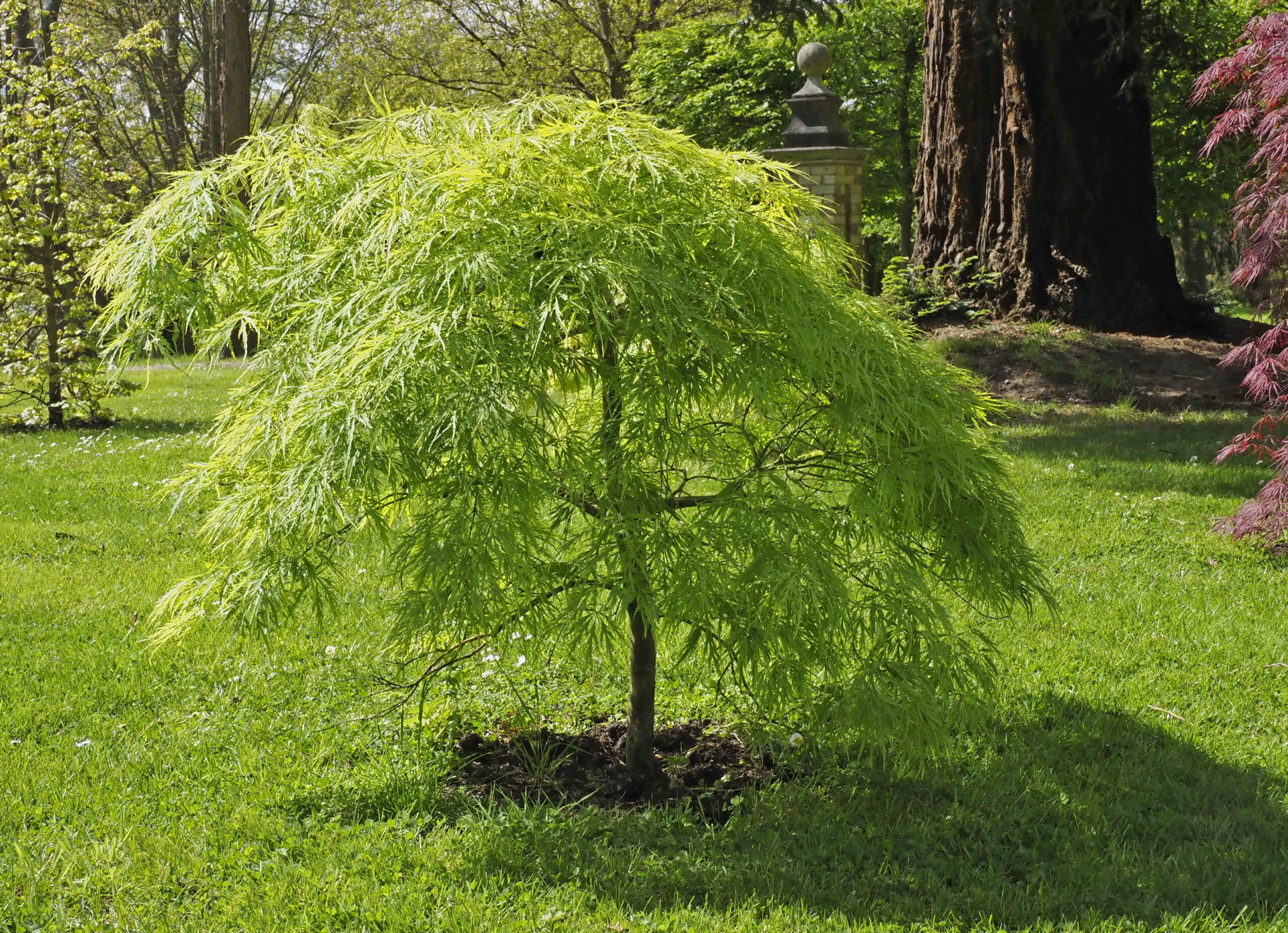 Weeping Acer palmatum ‘Oshazuki’
