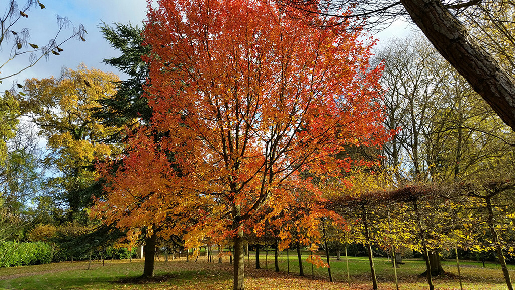 Acer rubrum ‘October Glory’ best in November!