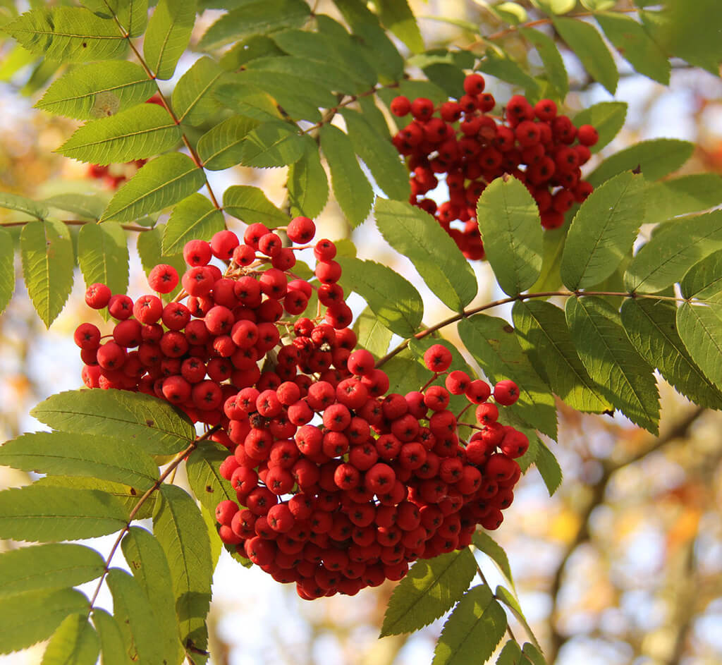 Sorbus pohuashanensis (mountain ash from China)