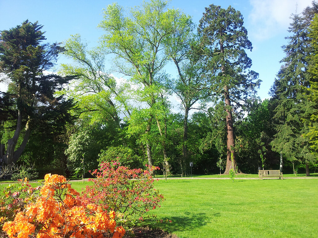 Azaleas to the front, black poplars and giant redwood behind
