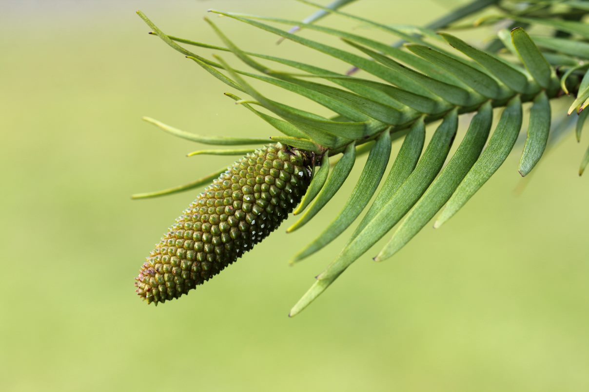 Male pollen cone of the incredible Wollemia nobilis, the Wollemi pine