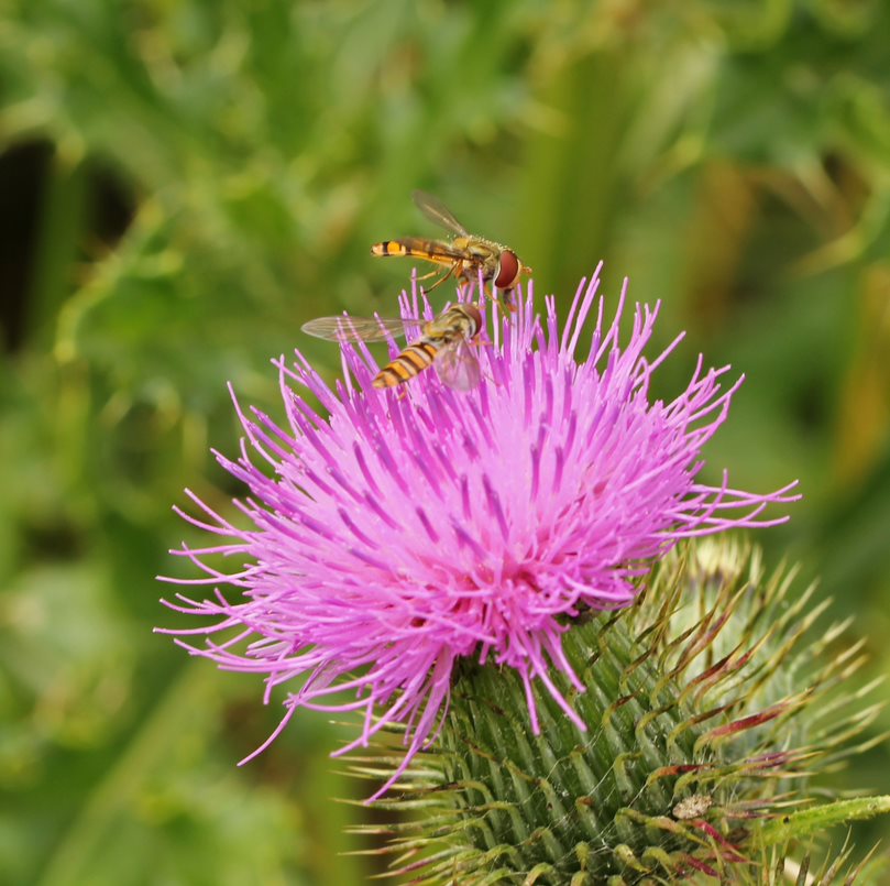 The wildlife loves the thistles dotted about the arboretum