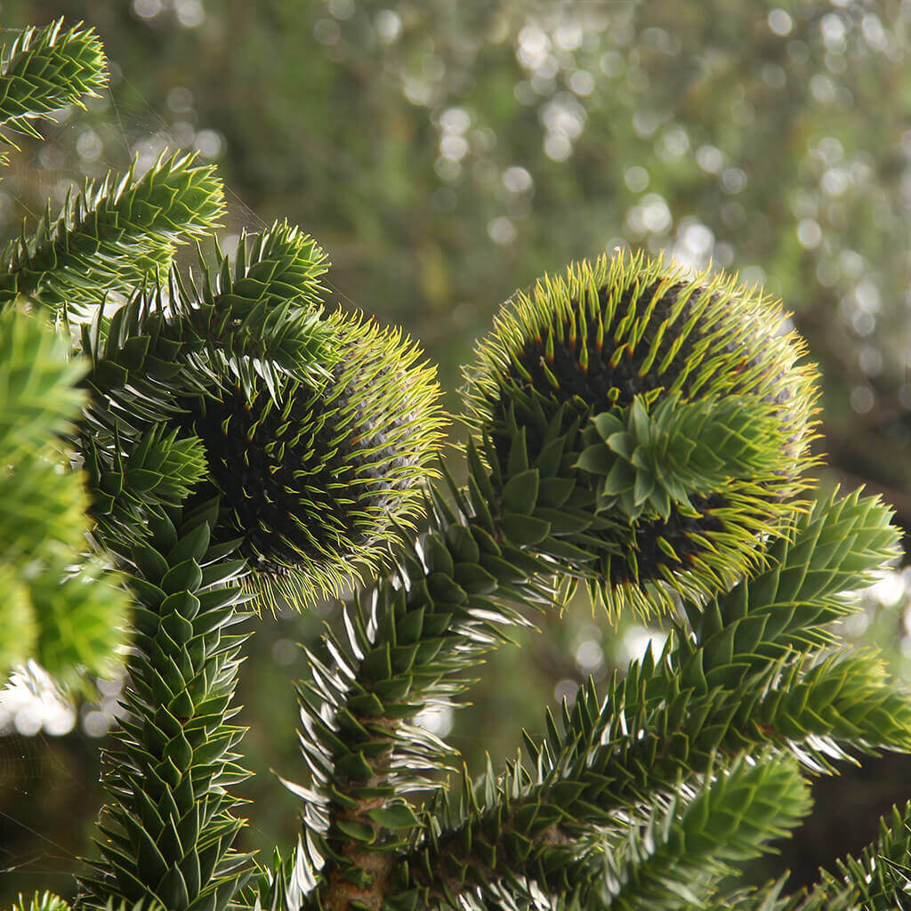 Female cones of the monkey puzzle (Araucaria araucana) first arrived 40 years after the planting