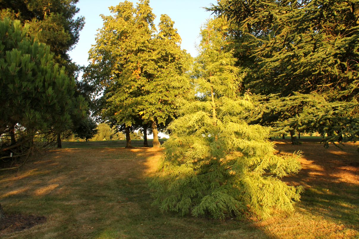 Taxodium distichum ‘Peve yellow’