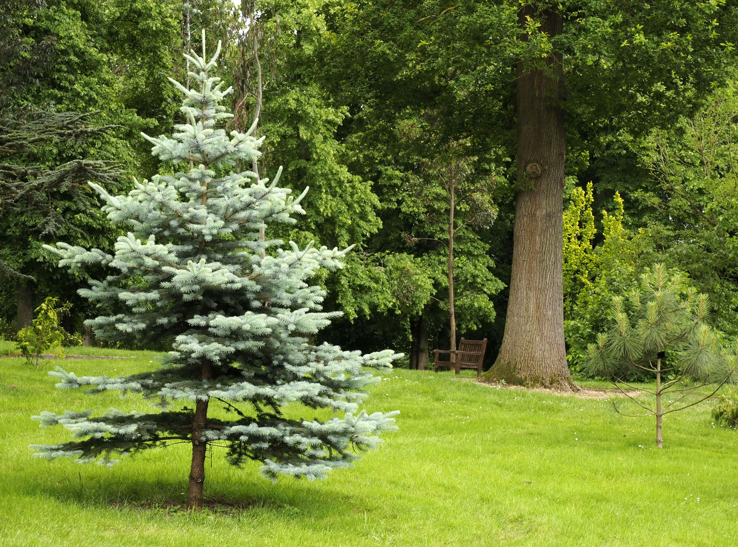 Glaucus blue contrasts with the dominant green in the pinetum