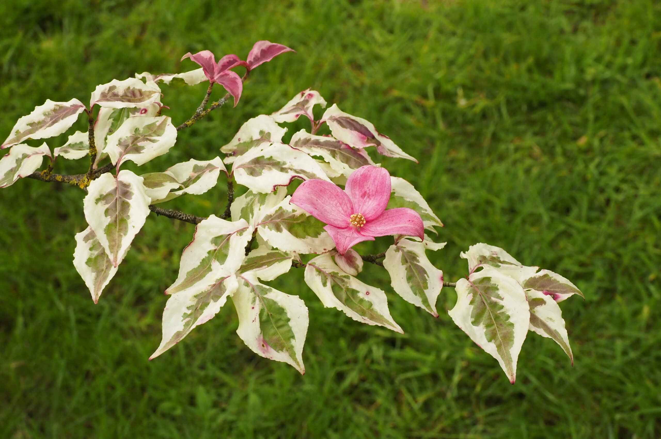 Cornus kousa ‘Miss Saitomi’ with wonderful pink bracts