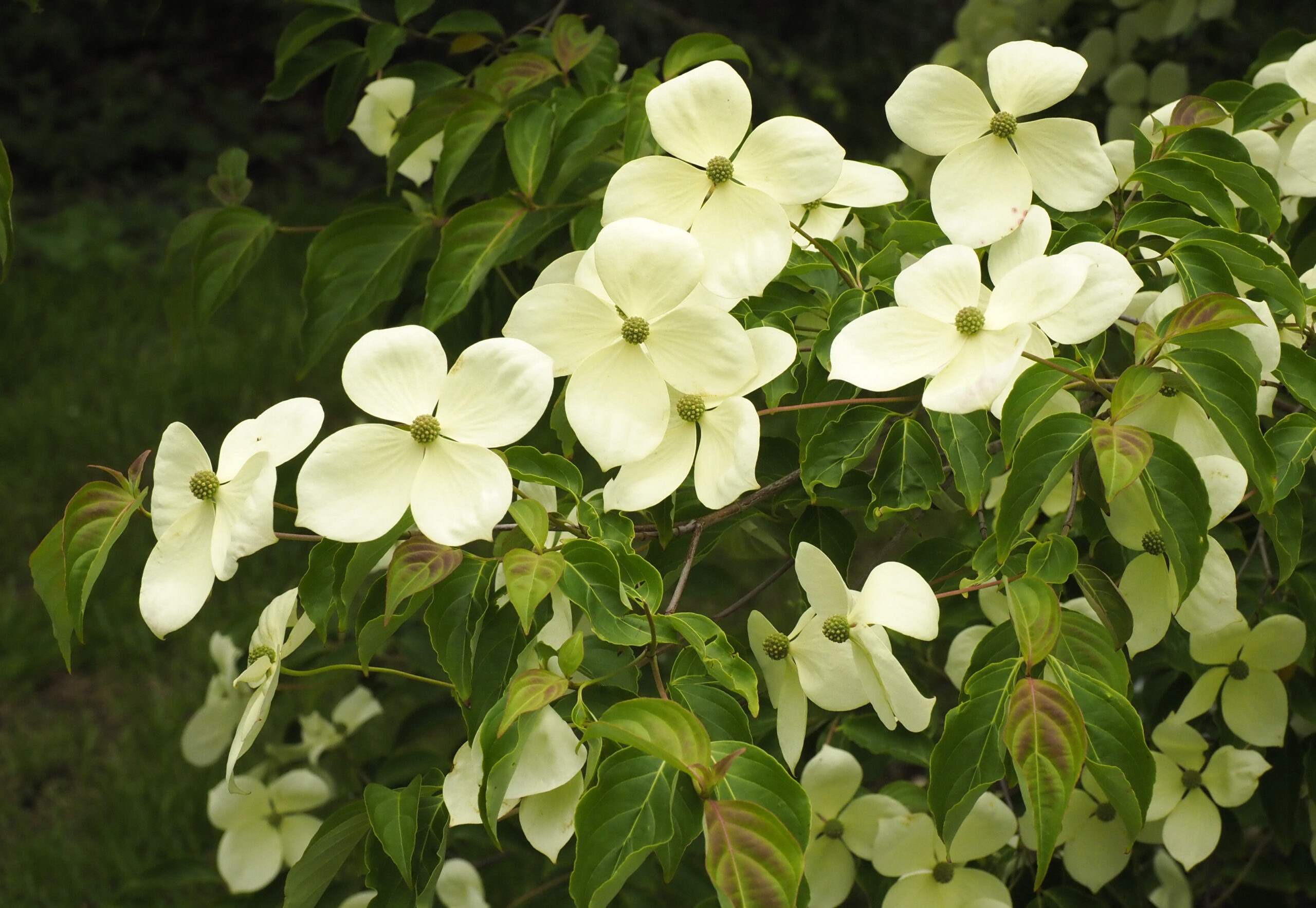 Cornus x ‘Norman Hadden’ simply stunning